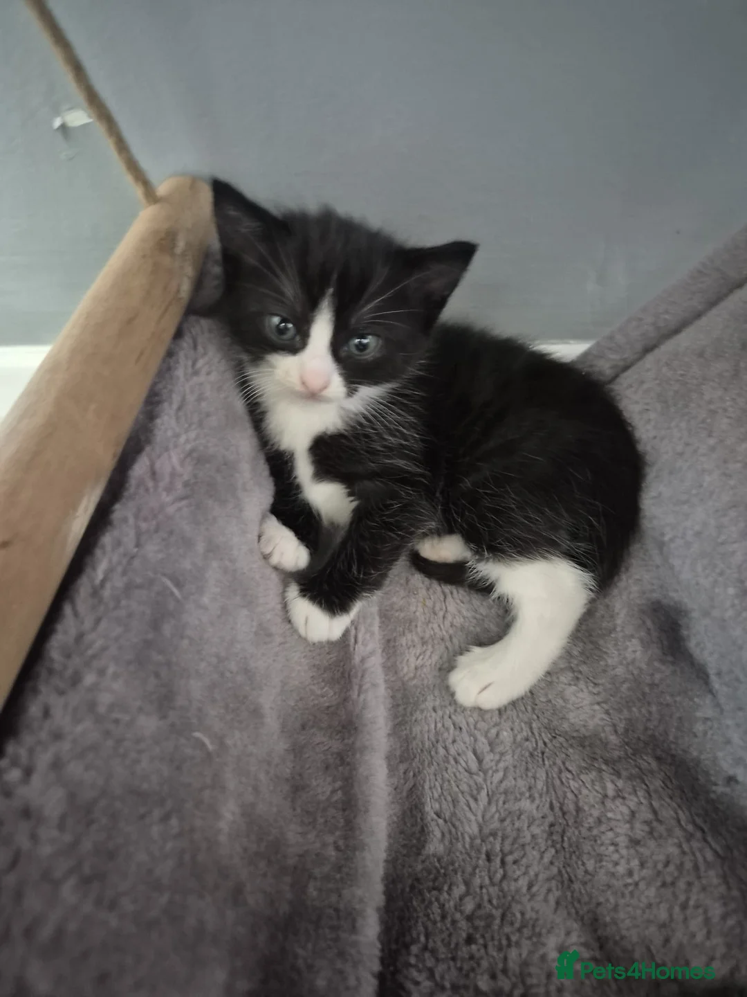 Mixed Breed cats for sale: 2 beautiful girl kittens left  in Slough - Advert 3