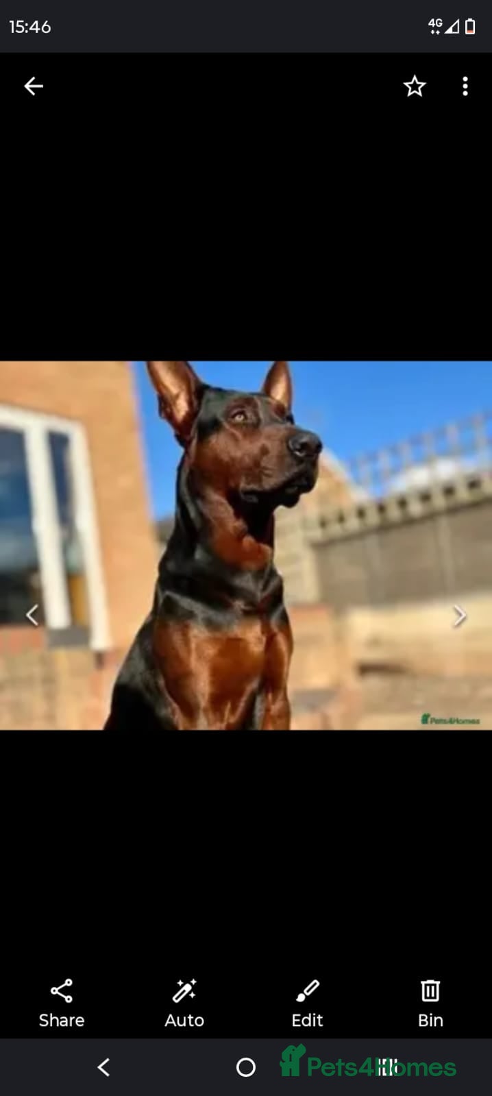 Chinese Red Dog dogs Chinese red dog male for re-home  - Advert 3