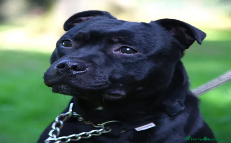 Staffordshire Bull Terrier dogs - Advert 2