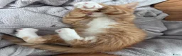 Mixed Breed cats for sale: 🐾 ✨ Kittens ready this weekend 🧡💛 - Advert 14