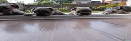 French Bulldog dogs for sale: French bulldog puppies  - Advert 9