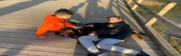 Rottweiler dogs for sale: TRADITIONAL GERMAN ROTTWEILER PUPPIES FOR SALE - Advert 9