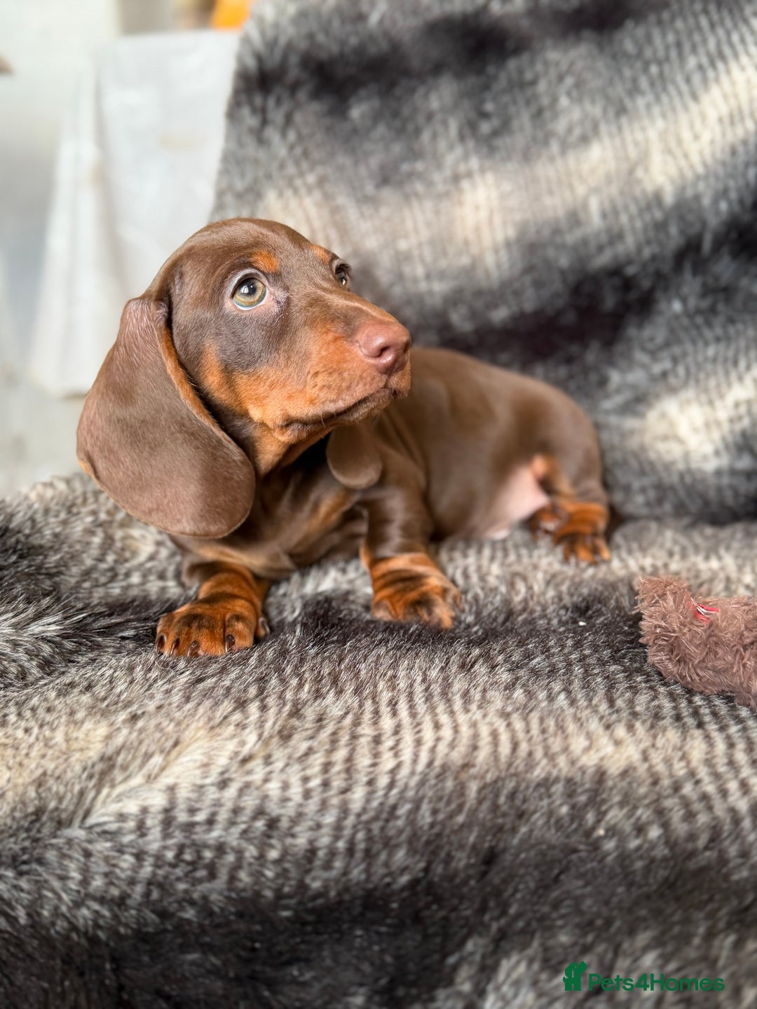 Miniature Dachshund dogs for sale: KC Registered Miniature Shorthaired Dachshund - Advert 4