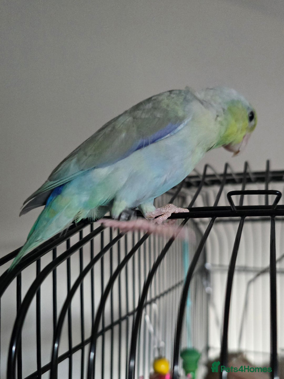 Parakeets birds for sale: Parrotlet - Advert 3