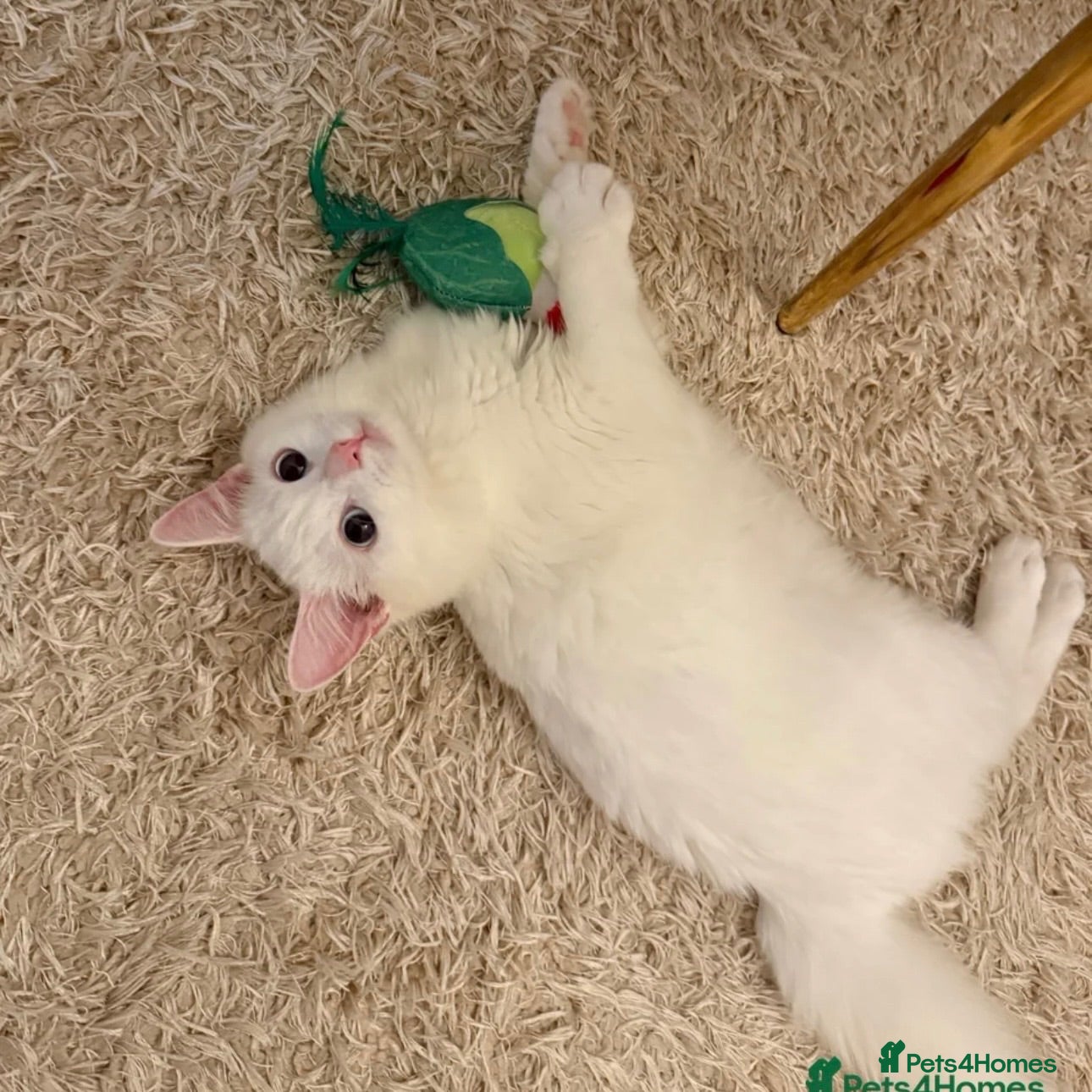 Turkish Angora cats ottis needs rehoming  - Advert 13