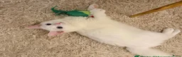 Turkish Angora cats for sale: ottis needs rehoming  in Oldham - Advert 1