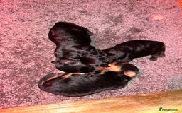 Yorkiepoo dogs for sale: Yorkiepoos - Advert 7