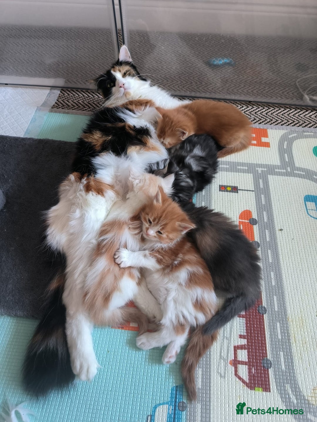 Maine Coon cats for sale: Maine coon mix kittens  - Advert 6