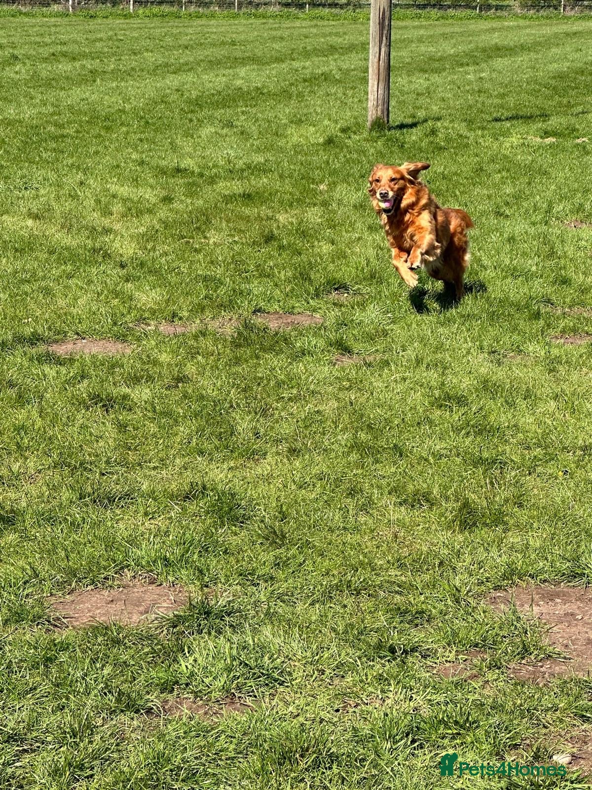 Golden Retriever dogs for sale: 🐶 DUE SOON GOLDEN RETRIEVER PUPPYS 🐶 - Advert 2