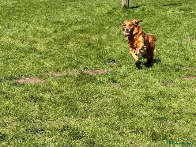 Golden Retriever dogs for sale: 🐶 DUE SOON GOLDEN RETRIEVER PUPPYS 🐶 - Advert 2