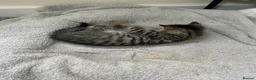 Mixed Breed cats for sale: Mixed Breed Tabby Shorthair Kittens in Sheffield - Advert 16