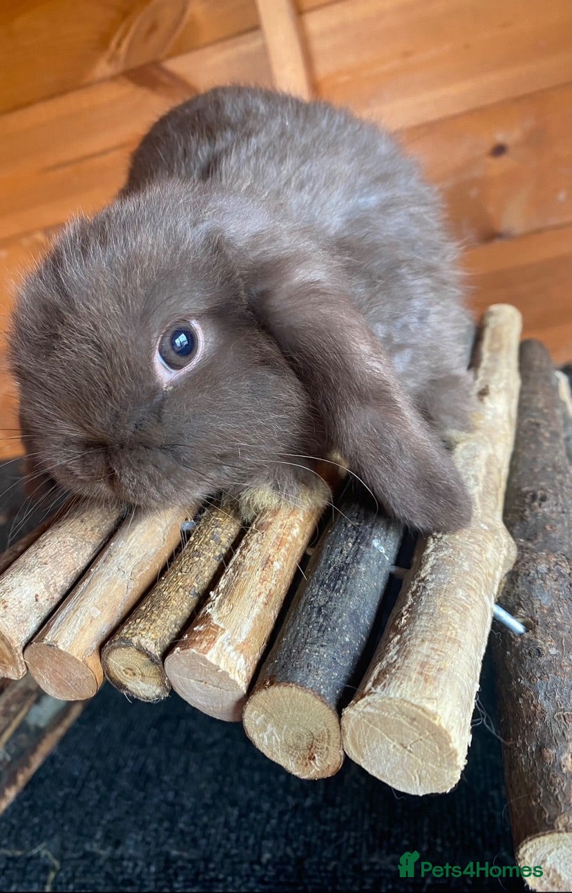 Mini Lop rabbits Beautiful pure breed mini lops girls - Advert 16