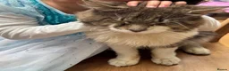Maine Coon cats for sale:  Maine Coon Kittens  - Advert 6