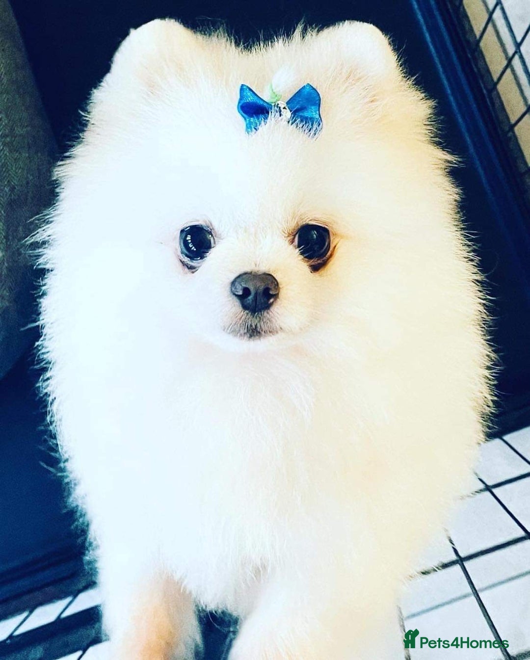 Pomeranian dogs for sale: Kc Registered Pomeranian Pups - Image 26