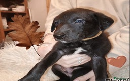 Whippet dogs for sale: Whippet  - Image 18