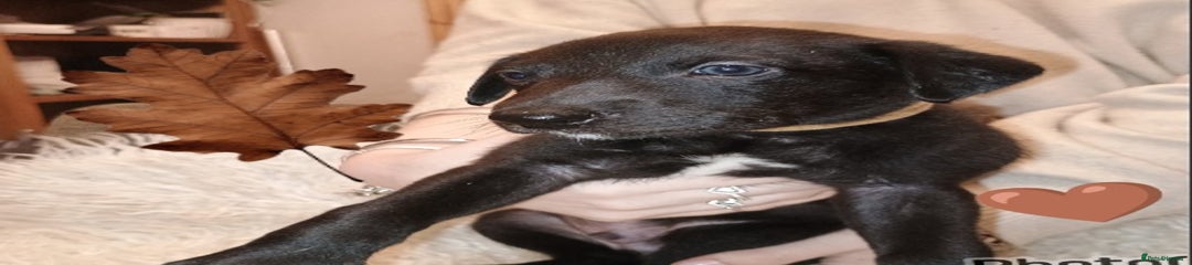 Whippet Puppy 5 brown