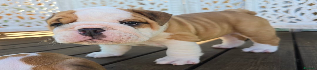 English Bulldog Puppy 2