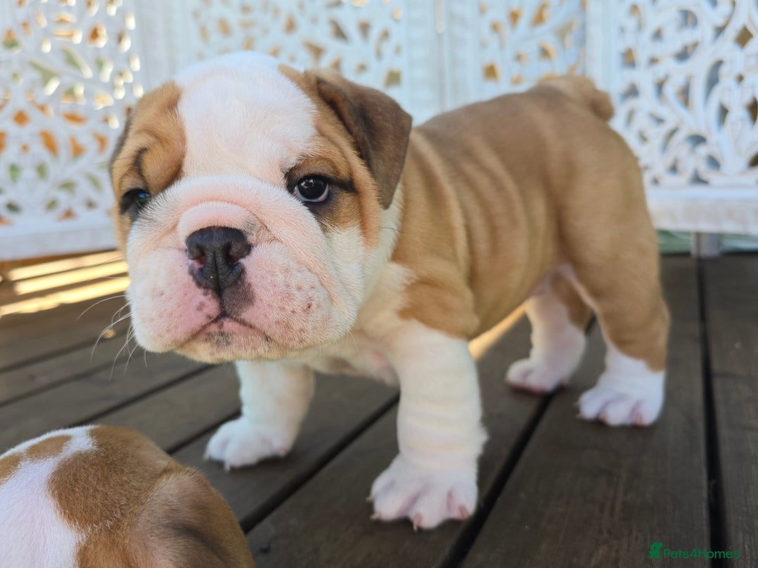English Bulldog dogs for sale: Stunning English Bulldog Puppies  - Image 4