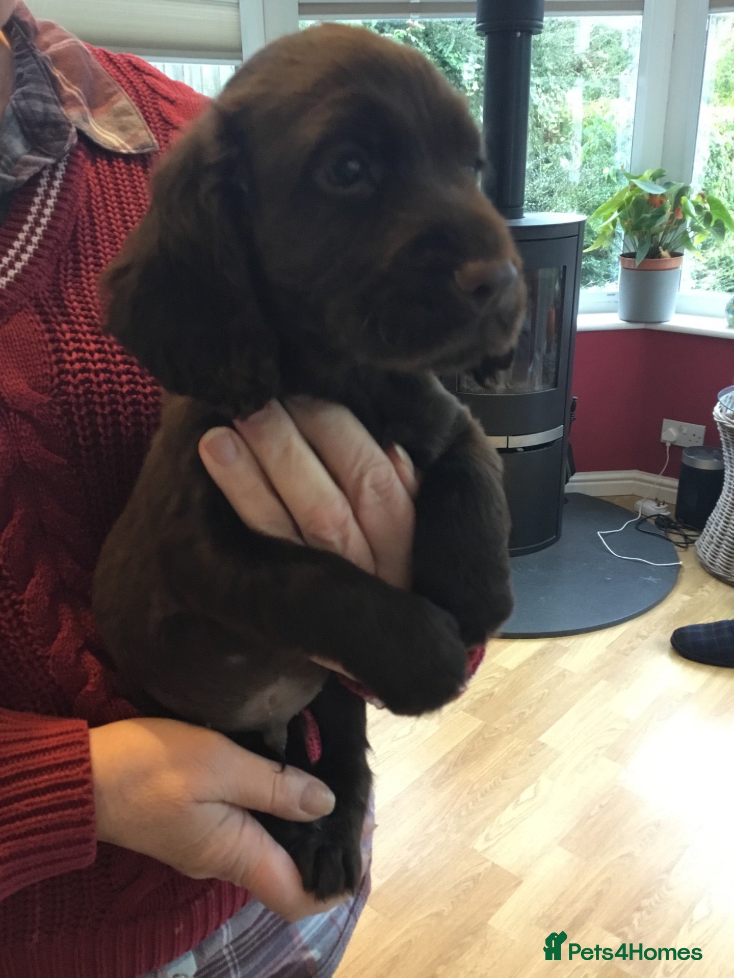 Cocker Spaniel dogs for sale: KC & HTCP COCKER SPANIEL PUPPIES  - Advert 2
