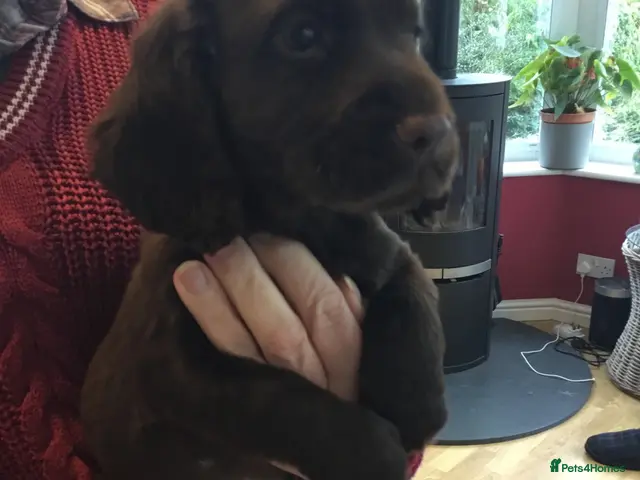 Cocker Spaniel dogs for sale: KC & HTCP COCKER SPANIEL PUPPIES - Advert 2