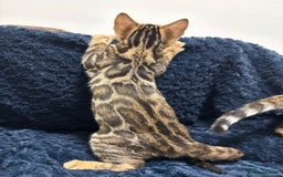 Bengal cats for sale: READY NOW beautiful Bengal Girl kittens TICA reg - Advert 9