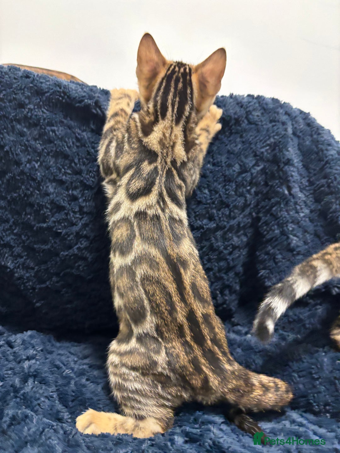 Bengal cats for sale: READY NOW beautiful Bengal Girl kittens TICA reg - Advert 9