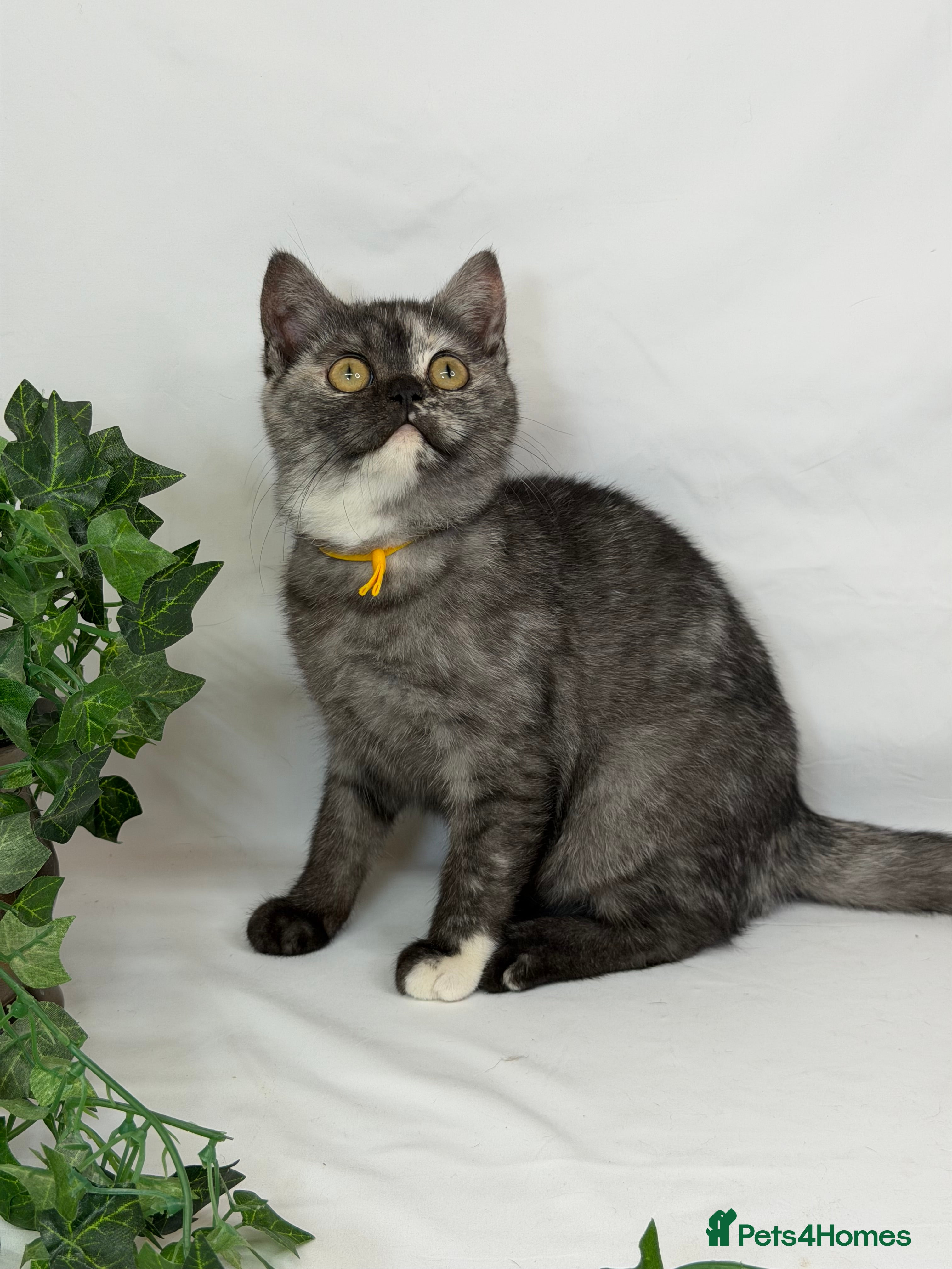 British Shorthair cats British shorthair Golden kittens TICA - Advert 16