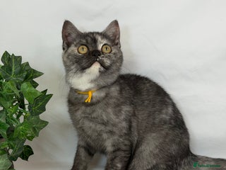 British Shorthair cats British shorthair Golden kittens TICA - Advert 16