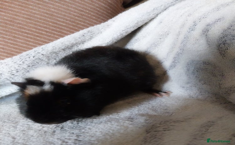 Guinea Pig rodents - Advert 4
