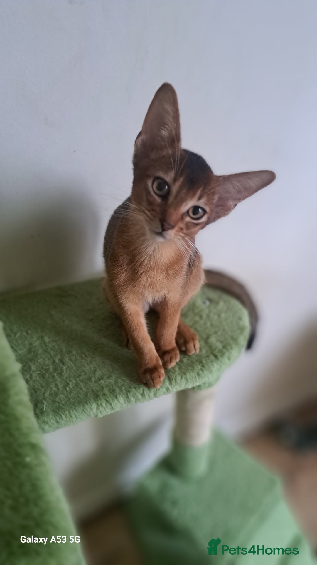 Abyssinian cats for sale: 5✨TICA Beautiful Abyssinian Kittens - Image 5