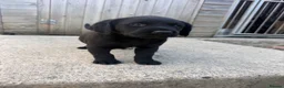 Labrador Retriever dogs for sale: Black Labrador puppies. in York - Advert 8