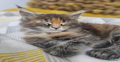 Maine Coon cats 🐾 5 Female Maine Coon Kittens 🐾 - Advert 2