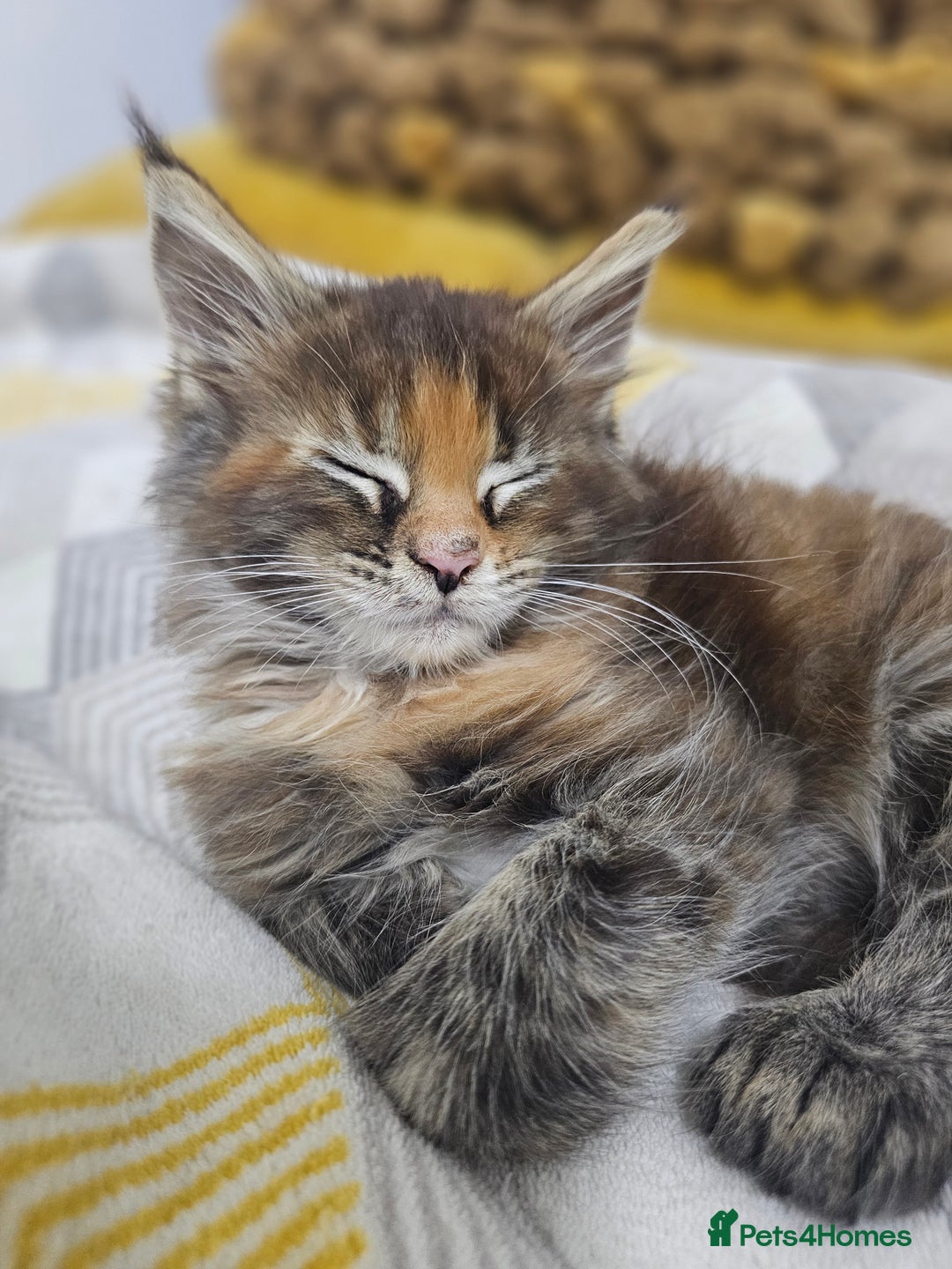 Maine Coon cats for sale:  TICA Maine coon kittens ready to leave - Advert 8