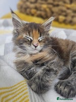 Maine Coon cats 🐾 5 Female Maine Coon Kittens 🐾 - Advert 2