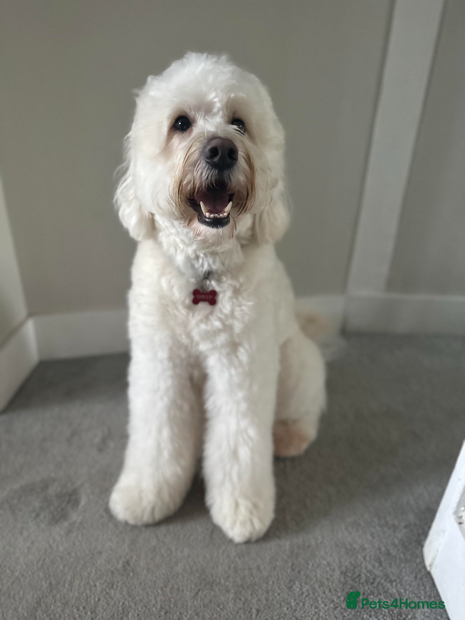 Labradoodle dogs Medium Labradoodle Stud Dog – Friendly, Healthy  - Advert 1