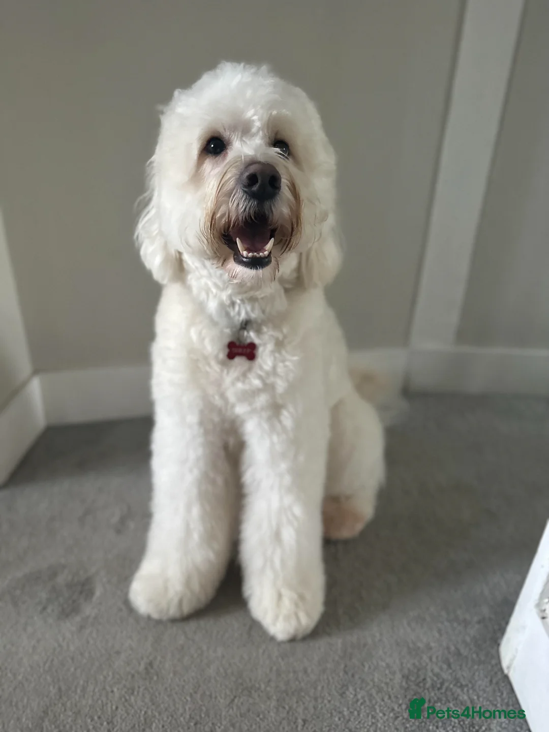 Labradoodle dogs for stud: Medium Labradoodle Stud Dog – Friendly, Healthy  in Tunbridge Wells - Advert 1