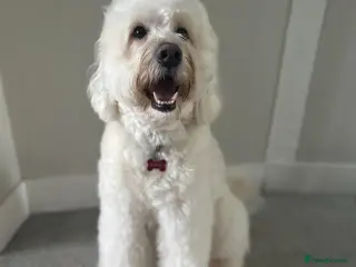 Labradoodle dogs Medium Labradoodle Stud Dog – Friendly, Healthy - Advert 8