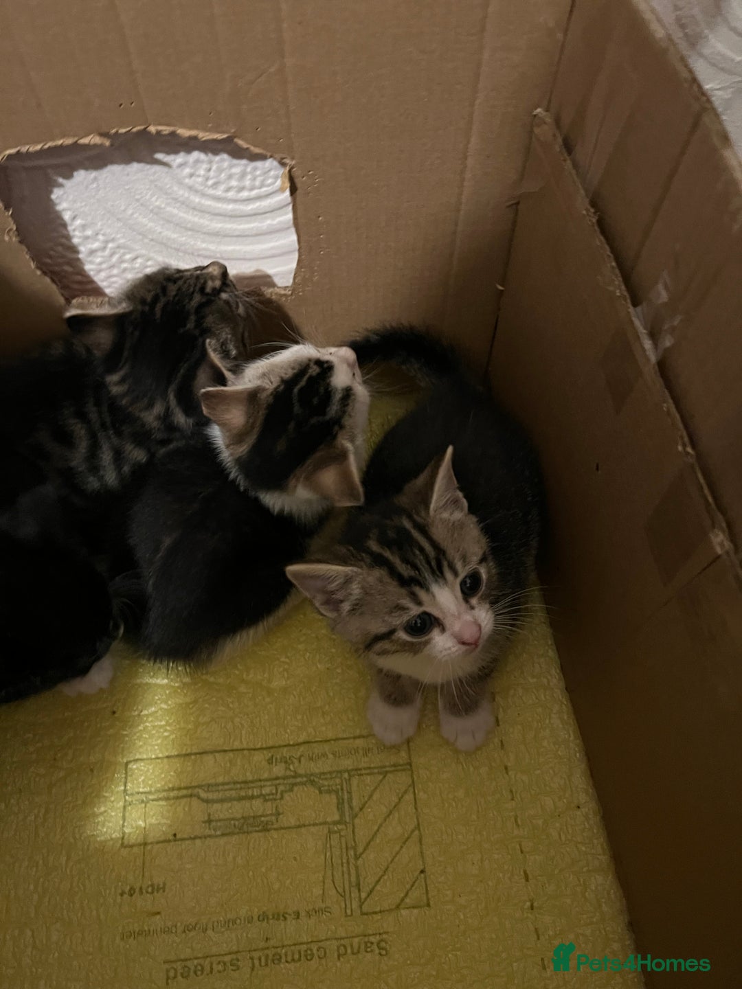 Domestic Shorthair cats for sale: Ekaterine  - Image 3