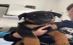 Rottweiler dogs for sale: 11 Chucky Rottweiler puppies for sale  - Image 32