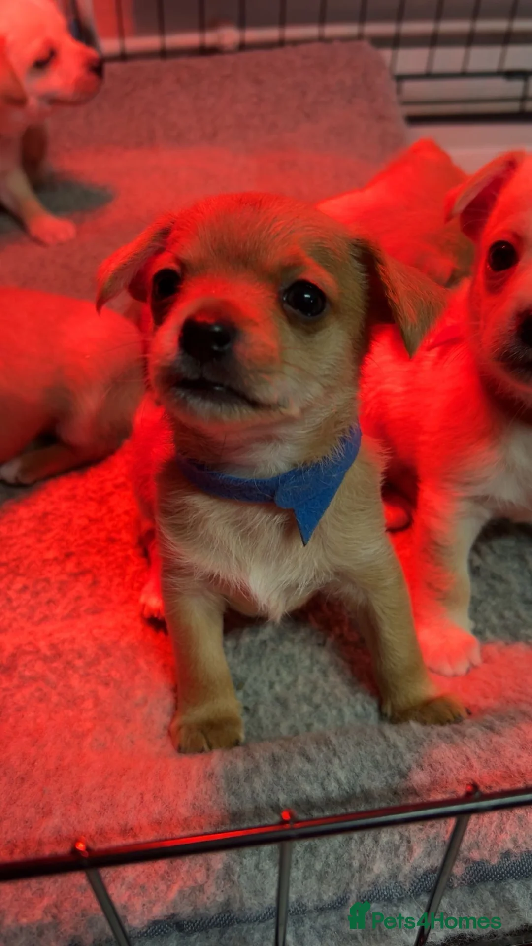 Mixed Breed dogs for sale: Jack Russel X Chihuahua Puppies  - Advert 7