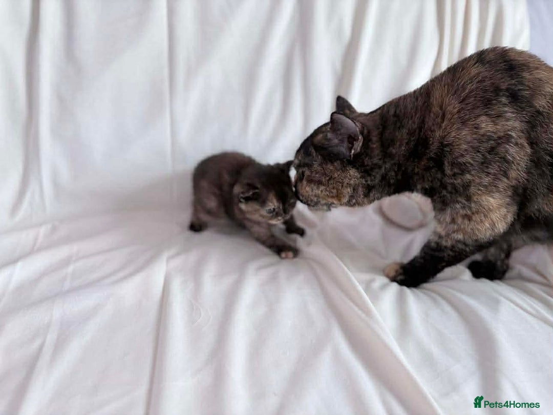 British Shorthair cats for sale: Outstanding British Shorthair Kittens - Advert 6