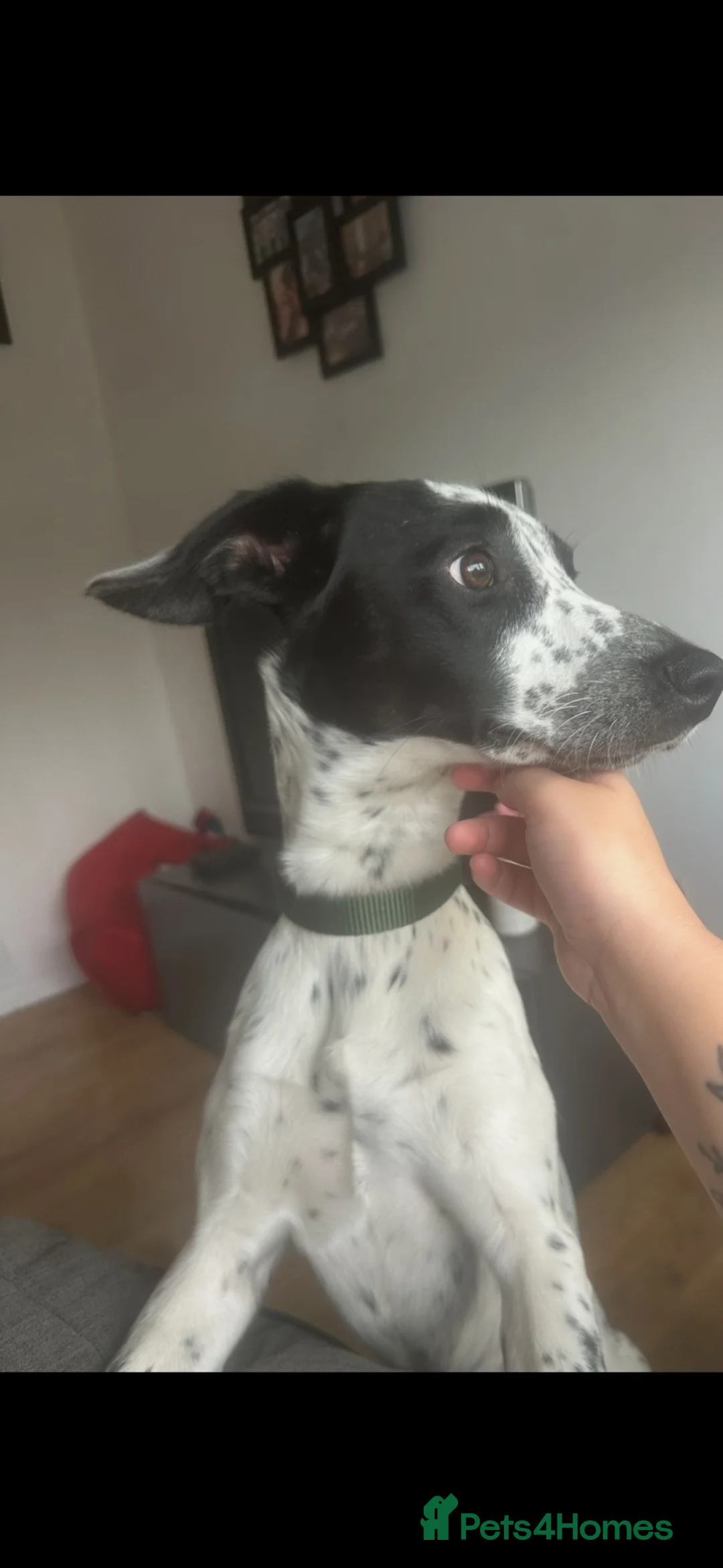 Mixed Breed dogs for sale: English Pointer x whippet  - Advert 5