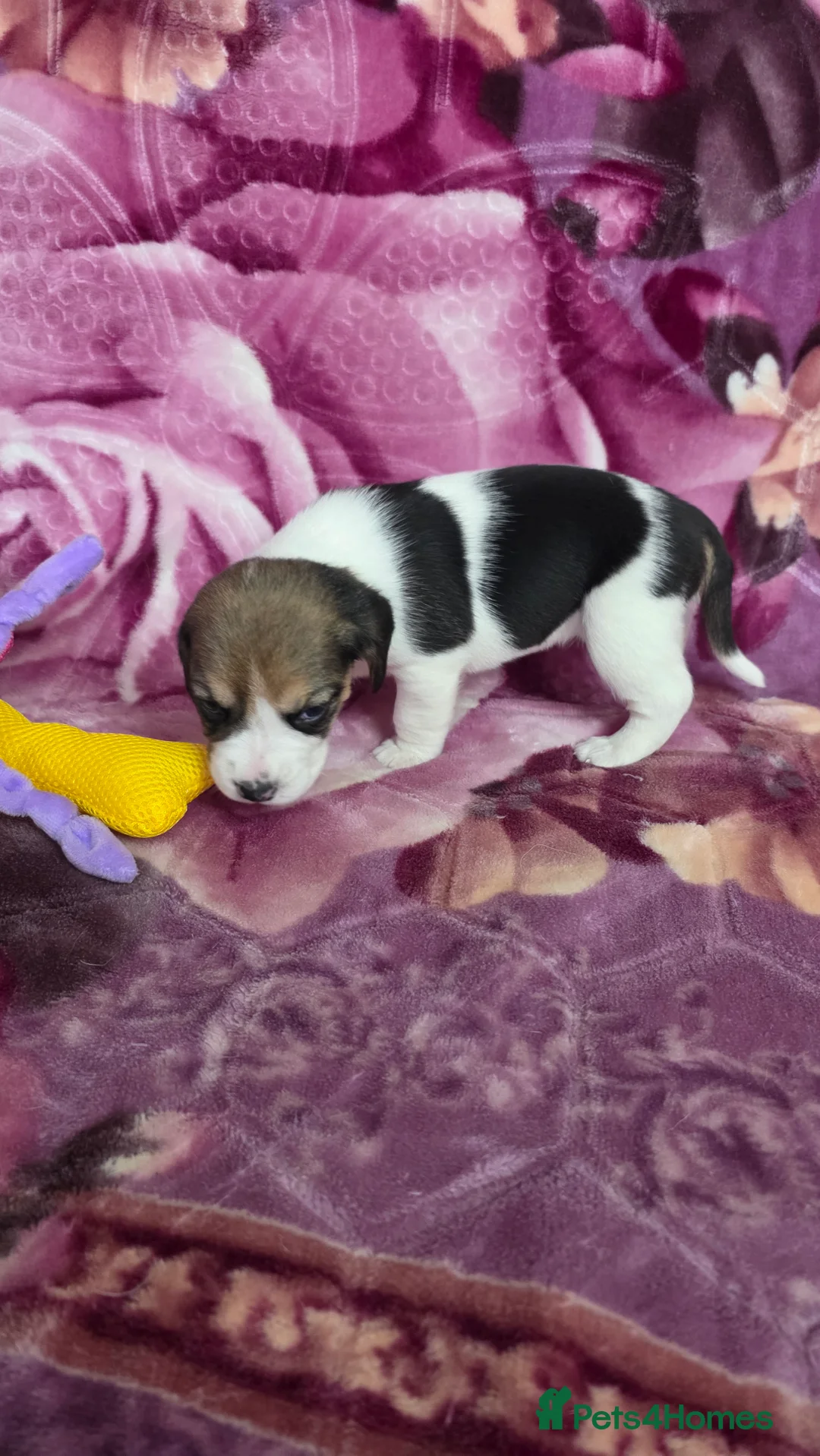 Beagle dogs for sale: Beautiful Beagle puppies looking for loving homes - Advert 19