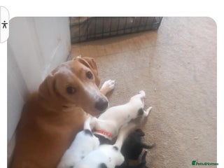 Mixed Breed dogs - Advert 1