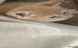 British Shorthair cats for sale: Golden British short hair kitten  - Image 3