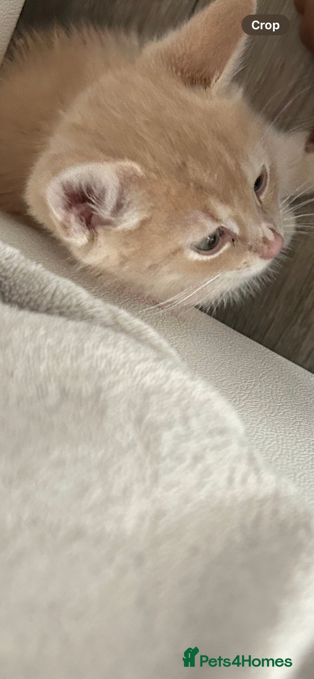 British Shorthair cats for sale: Golden British short hair kitten  - Image 3