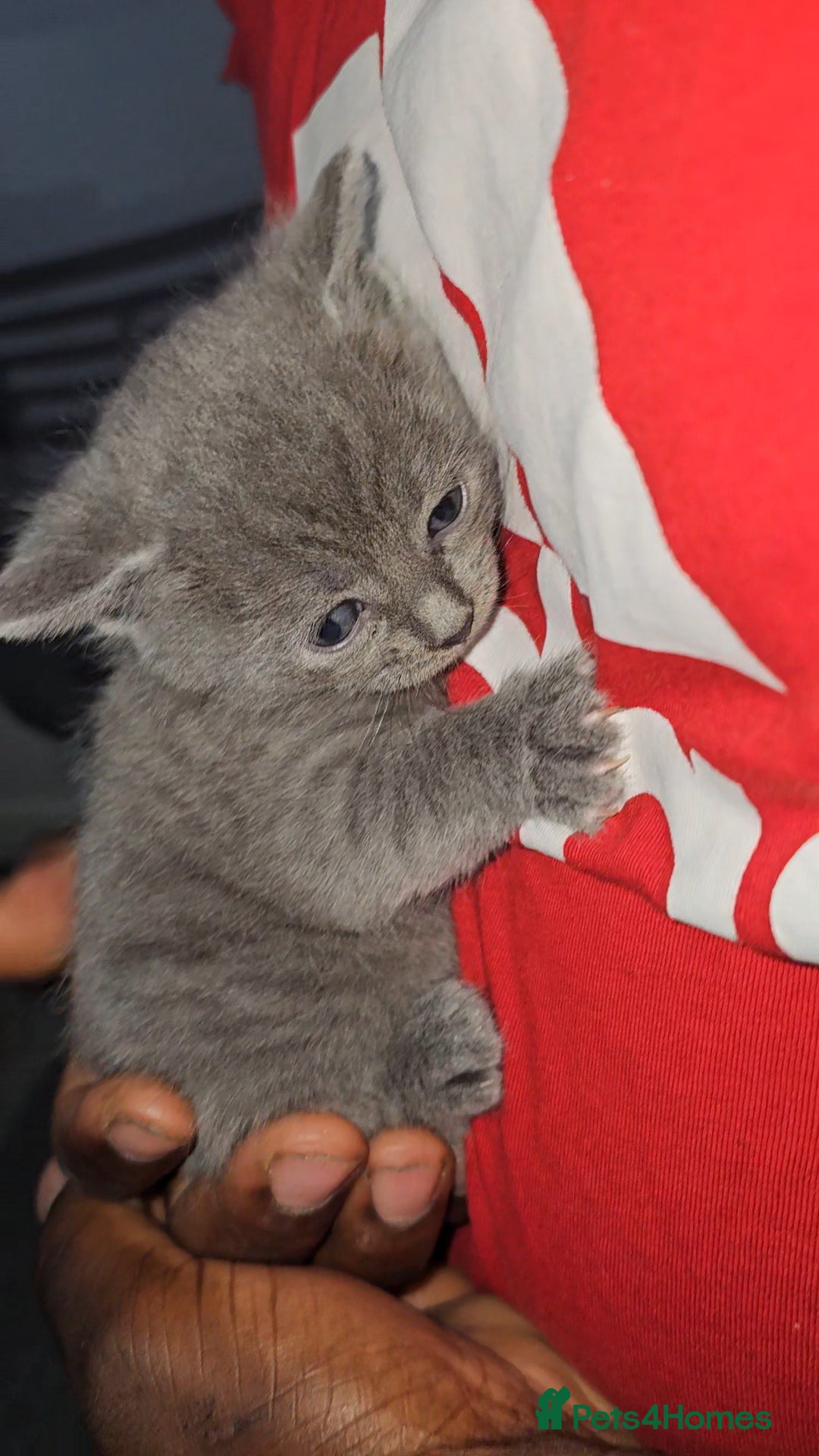 Russian Blue cats for sale: Russian Blue Kittens – Hypoallergenic & Stunning - Image 6