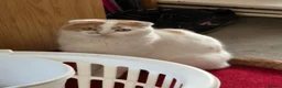 Scottish Fold cats for sale: Scottish fold/ sphinx mix - Advert 9