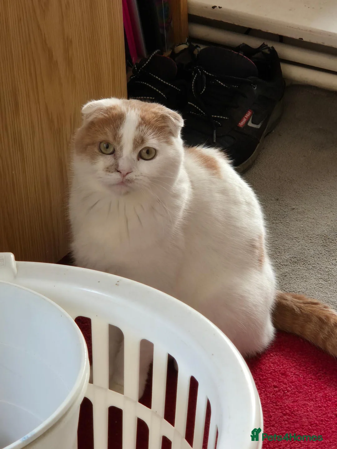 Scottish Fold cats for sale: Scottish fold/ sphinx mix - Advert 9
