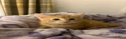 Mixed Breed cats for sale: Gorgeous BSH×TABBY BENGAL Kittens - Advert 8